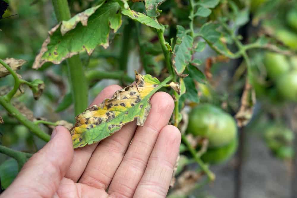 Black Spots On Tomato Leaves Dealing With Septoria Leaf Spot Tomato 