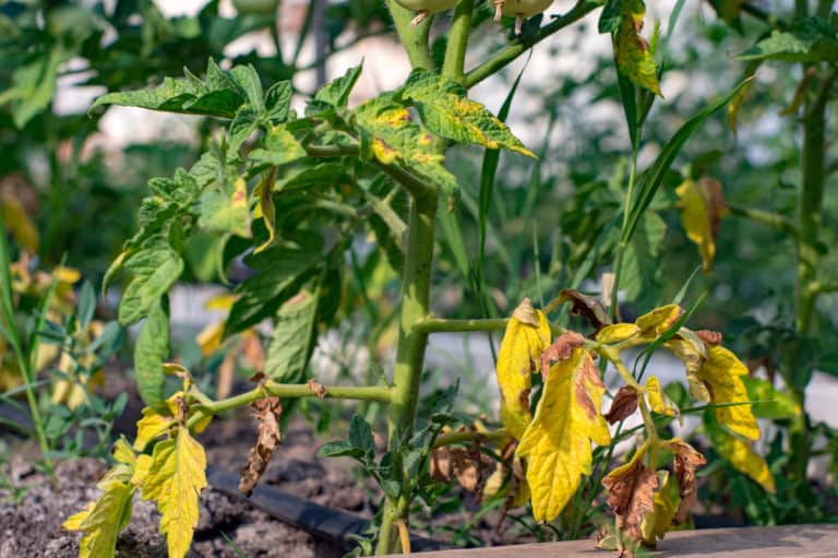 Black Spots On Tomato Leaves - Dealing With Septoria Leaf Spot - Tomato ...