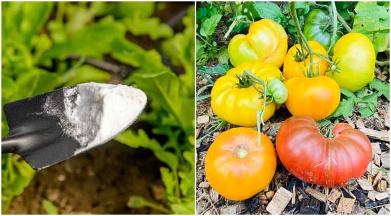 3-ways-baking-soda-helps-tomato-plants-3-ways-it-doesn-t-tomato-bible