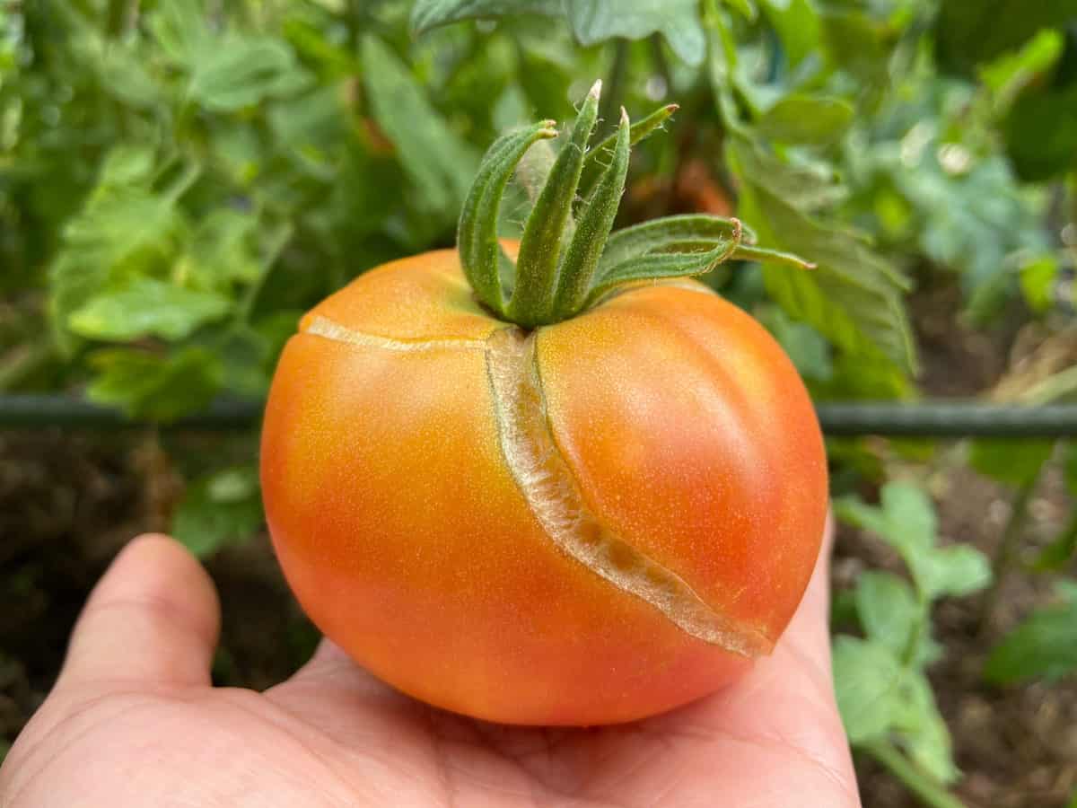 The Reason Your Tomatoes Are Splitting How To Stop It Tomato Bible   Cracked Tomato 2048x1536 