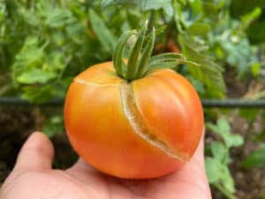 The Reason Your Tomatoes Are Splitting How To Stop It Tomato Bible   Cracked Tomato 300x225 