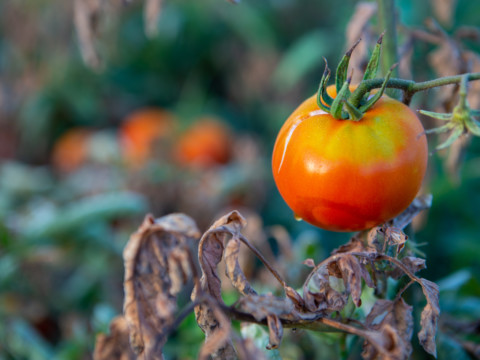 3 Ways Baking Soda Helps Tomato Plants (& 3 Ways It Doesn't) - Tomato Bible