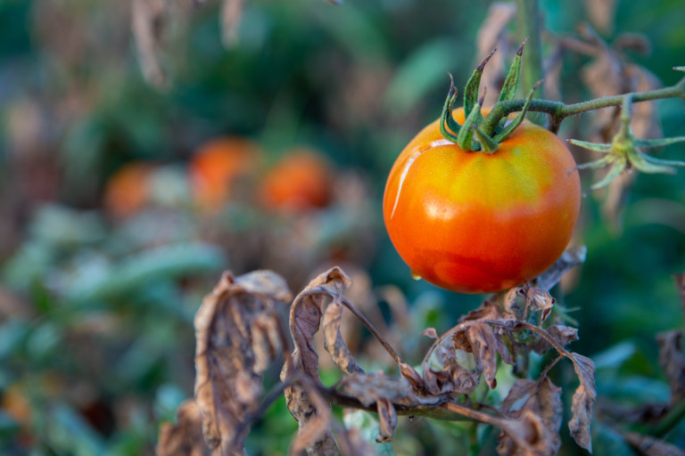 8 Tips To Protect Tomato Plants From Extreme Heat - Tomato Bible