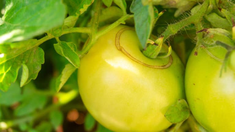 The Reason Your Tomatoes Are Splitting How To Stop It Tomato Bible   Shutterstock 1597514284 768x432 