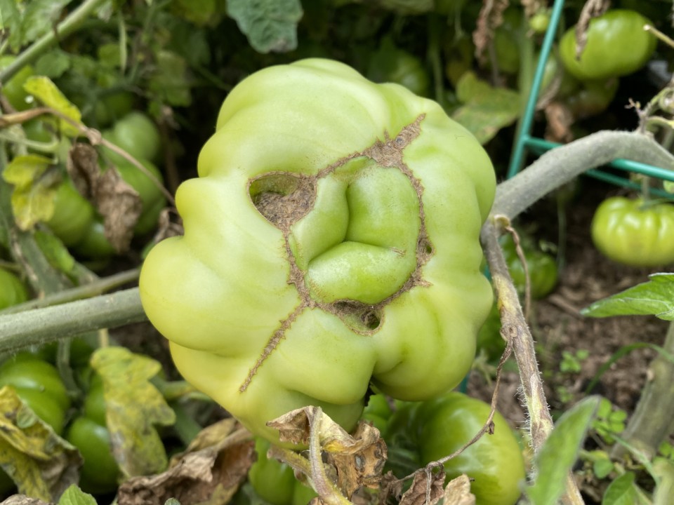 Tomato Catfacing: How To Identify, Treat & Prevent It - Tomato Bible