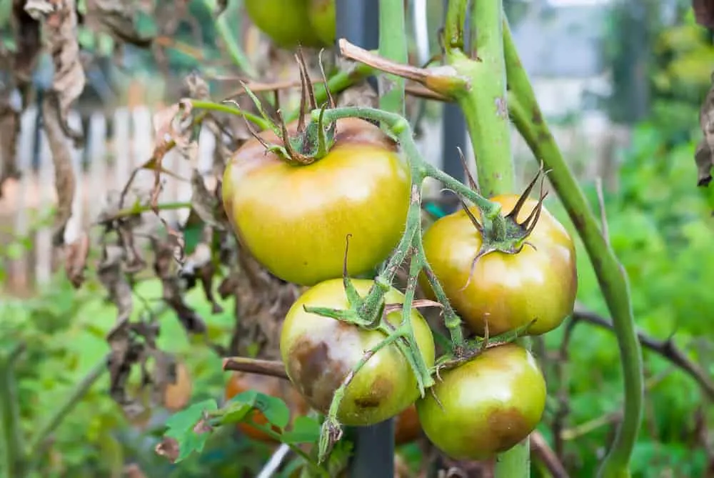 Why Are My Tomato Flowers Dropping? 7 Causes & How To Fix Them - Tomato ...