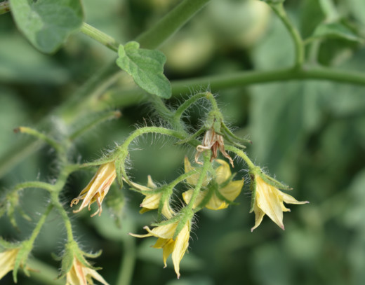 Why Are My Tomato Flowers Dropping? 7 Causes & How To Fix Them - Tomato ...