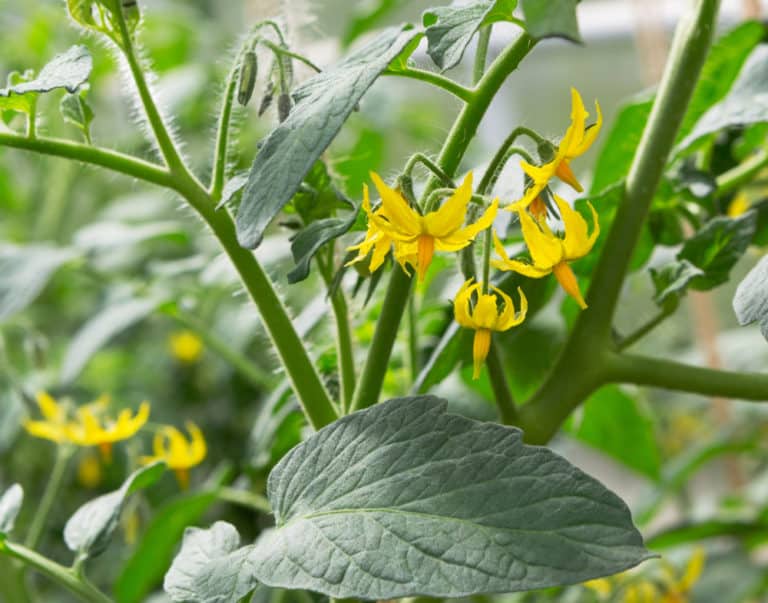 Why Are My Tomato Flowers Dropping? 7 Causes & How To Fix Them - Tomato ...