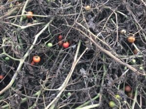 3 Ways To Maximize Your Late Season Tomato Harvest (& What To Do At The ...