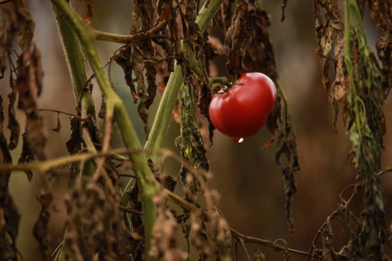 3 Ways To Maximize Your Late Season Tomato Harvest (& What To Do At The ...