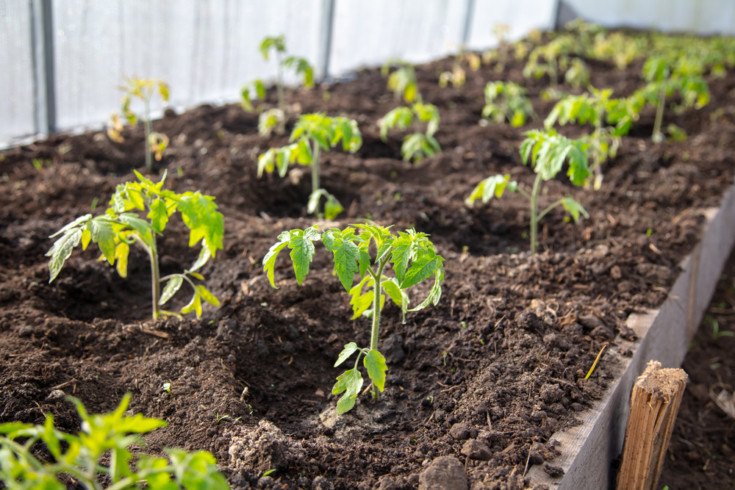 Tomato Plant Spacing How Far Apart To Plant Tomato Plants Tomato Bible   Tomato Plant Spacing 2 735x490 