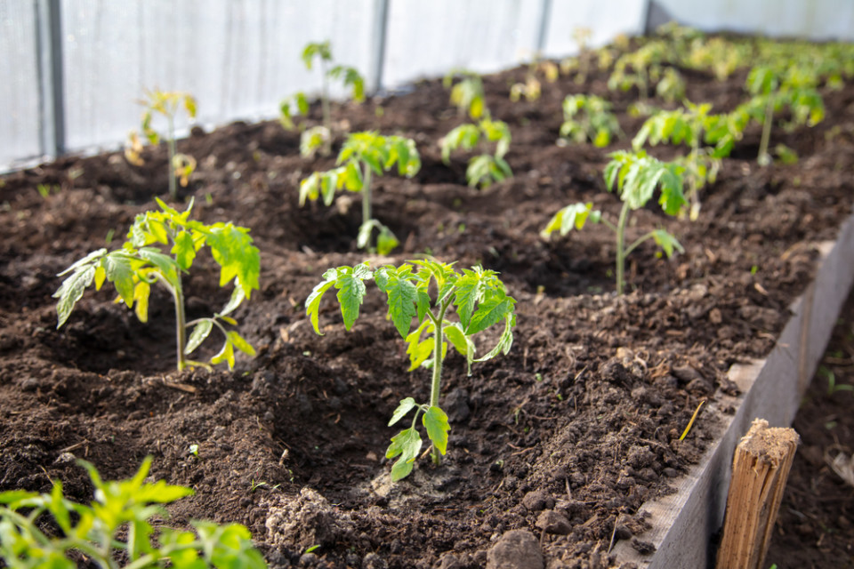 tomato-plant-spacing-how-far-apart-to-plant-tomato-plants-tomato-bible