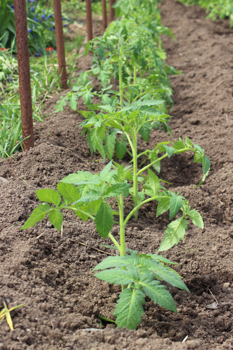 Plant Tomatoes Deep Or Sideways The Secret To Your Best Harvest Ever