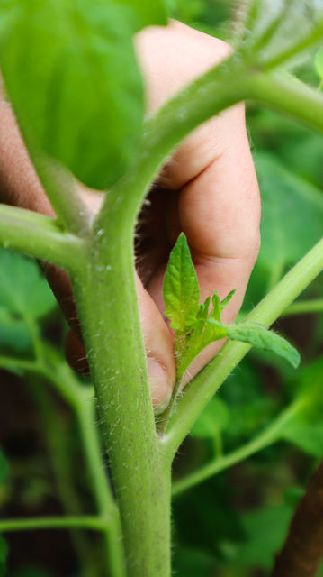 5 Times You Should Prune Tomato Plants For Huge Harvests - Tomato Bible