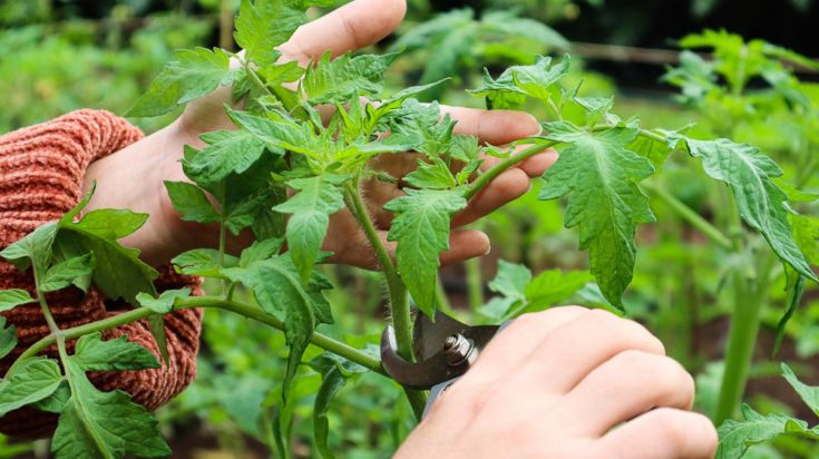 4 Reasons To Top Your Tomato Plants & How To Do It - Tomato Bible