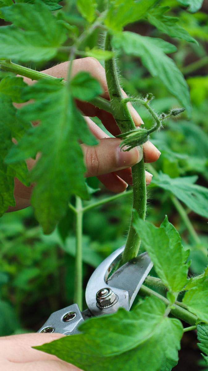 4 Reasons To Top Your Tomato Plants & How To Do It - Tomato