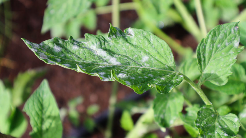 5 Times You Should Prune Tomato Plants For Huge Harvests - Tomato Bible