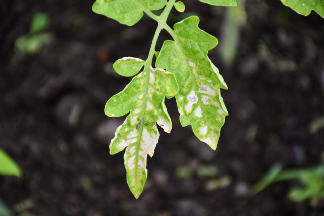 3 Reasons For White Spots On Tomato Leaves (& How To Fix) - Tomato Bible