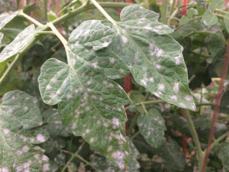 3 Reasons For White Spots On Tomato Leaves (& How To Fix) - Tomato Bible