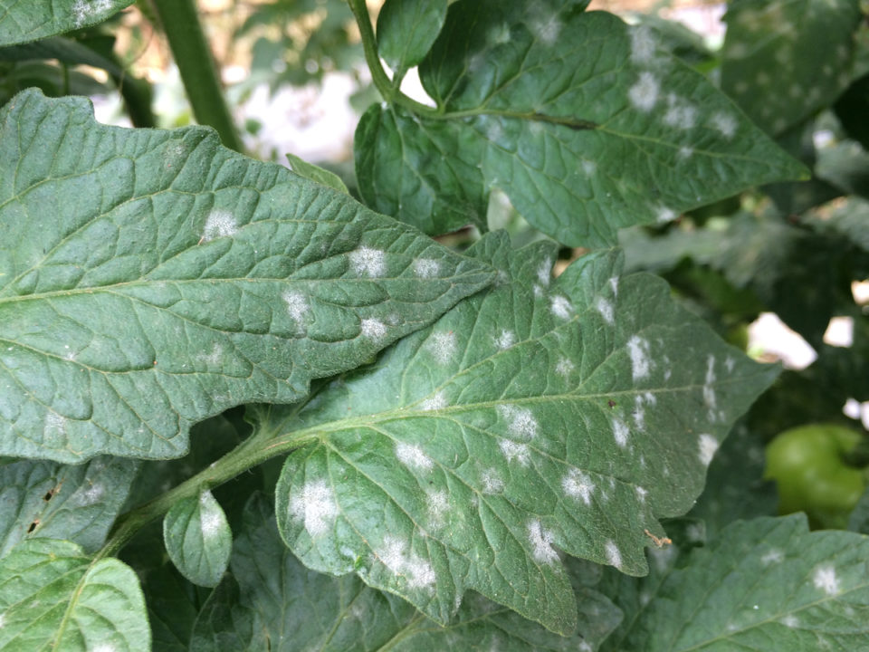 3-reasons-for-white-spots-on-tomato-leaves-how-to-fix-tomato-bible