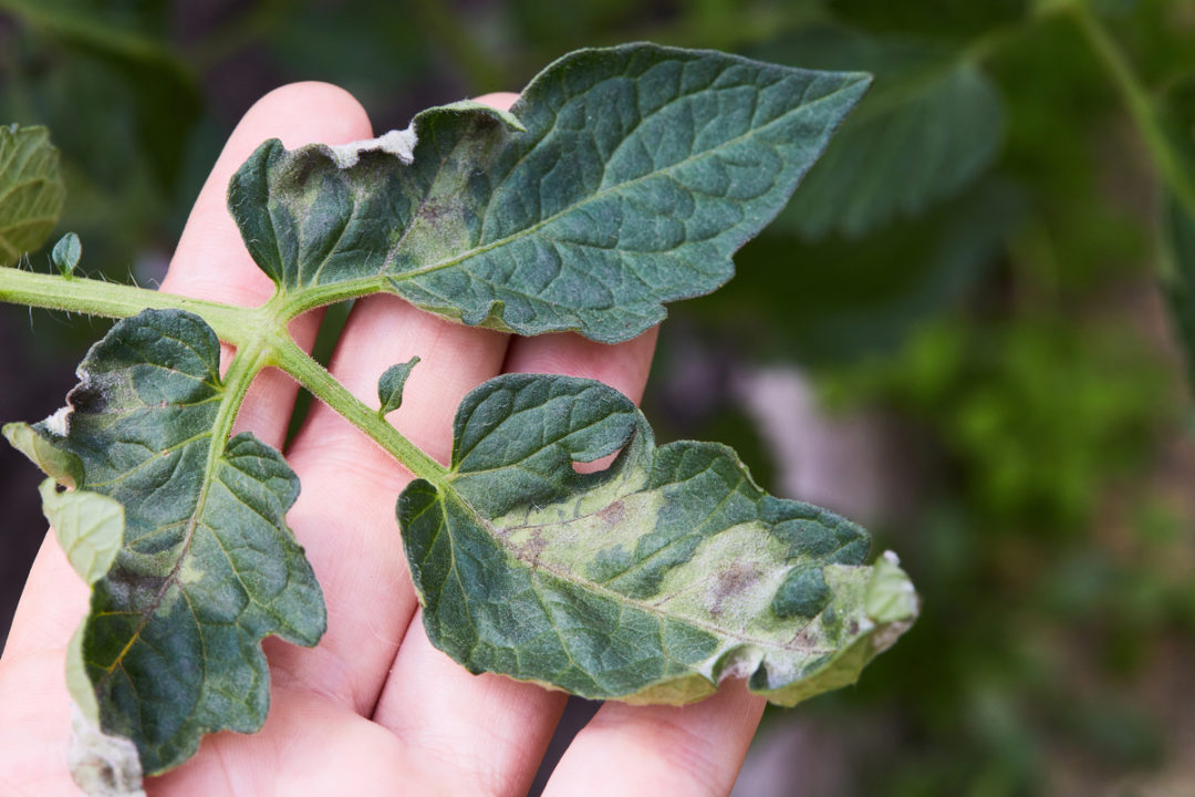 3 Reasons For White Spots On Tomato Leaves (& How To Fix) - Tomato Bible