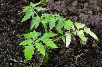 3 Reasons For White Spots On Tomato Leaves (& How To Fix) - Tomato Bible