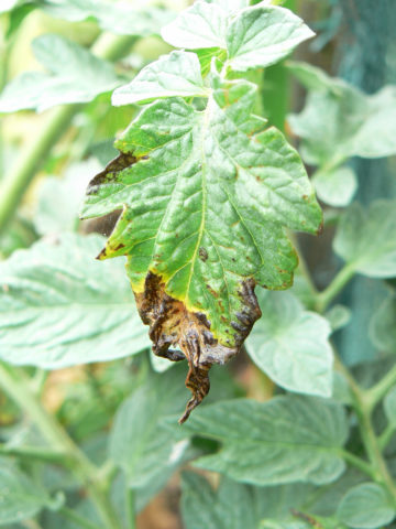 8 Reasons Your Tomato Plants Are Turning Brown (& How To Fix It ...