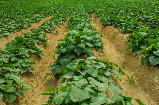 How To Plant Tomatoes & Potatoes Together (Without Ruining Your Harvest ...