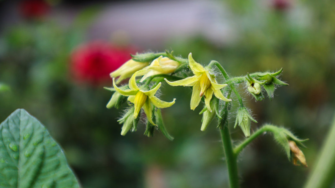 How To Hand Pollinate Tomatoes (& Why You Should) - Tomato Bible