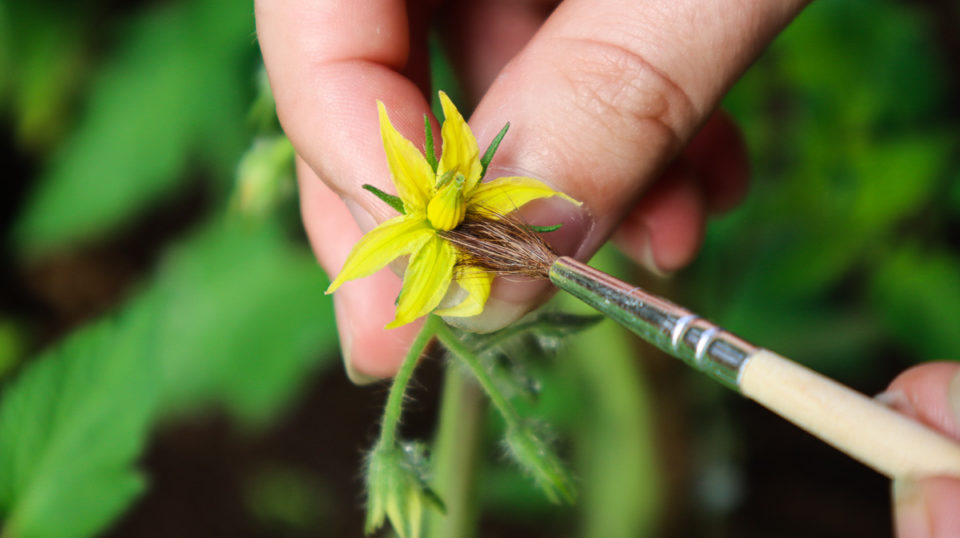 How To Hand Pollinate Tomatoes (& Why You Should) Tomato Bible