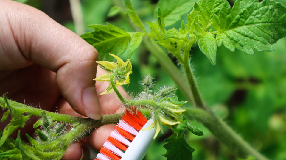 How To Hand Pollinate Tomatoes And Why You Should Tomato Bible