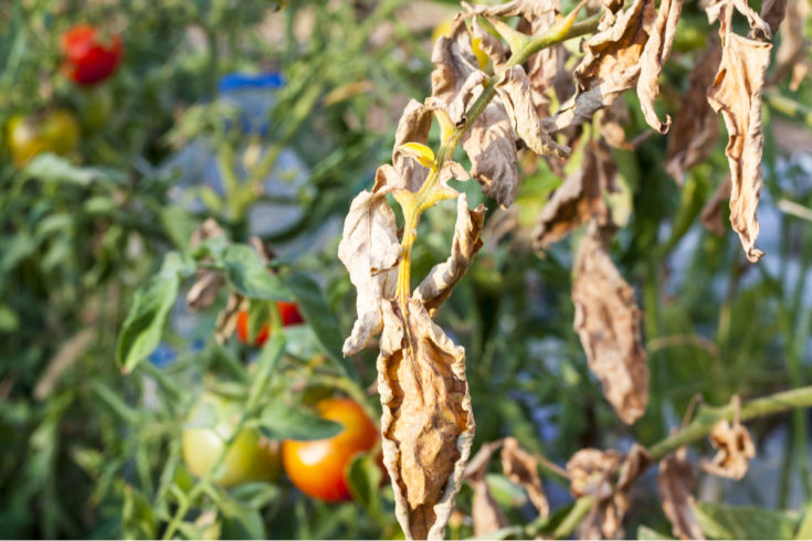 8 Reasons Your Tomato Plants Are Turning Brown (& How To Fix It ...