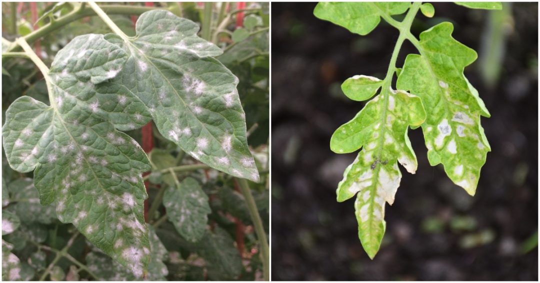 3-reasons-for-white-spots-on-tomato-leaves-how-to-fix-tomato-bible