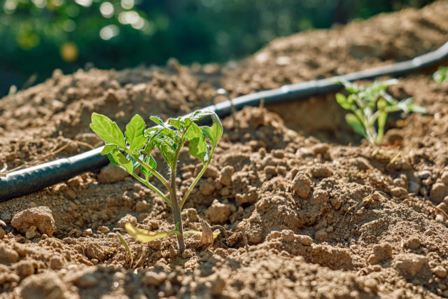 10 Spring Tomato Tasks For Huge Summer Harvests - Tomato Bible