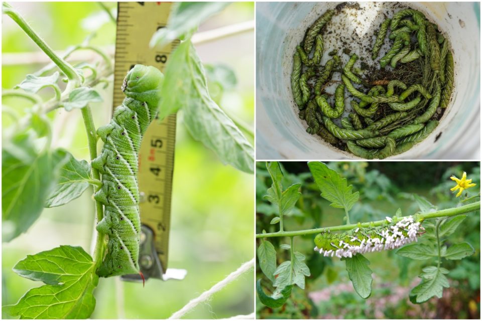 Tomato Hornworms How To Control And Prevent This Destructive Tomato Pest Tomato Bible 9104