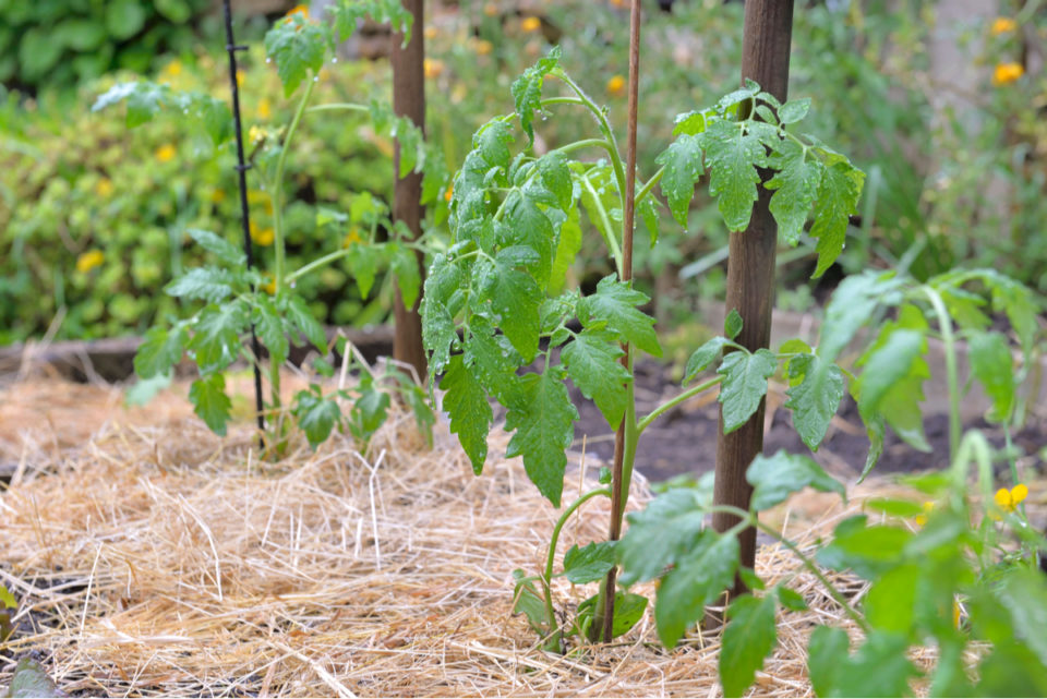 Tomato Sunscald: White Blisters On Tomato Fruits & How To Prevent It ...