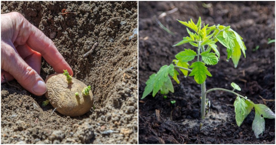 how-to-grow-potatoes-the-definitive-guide-youtube