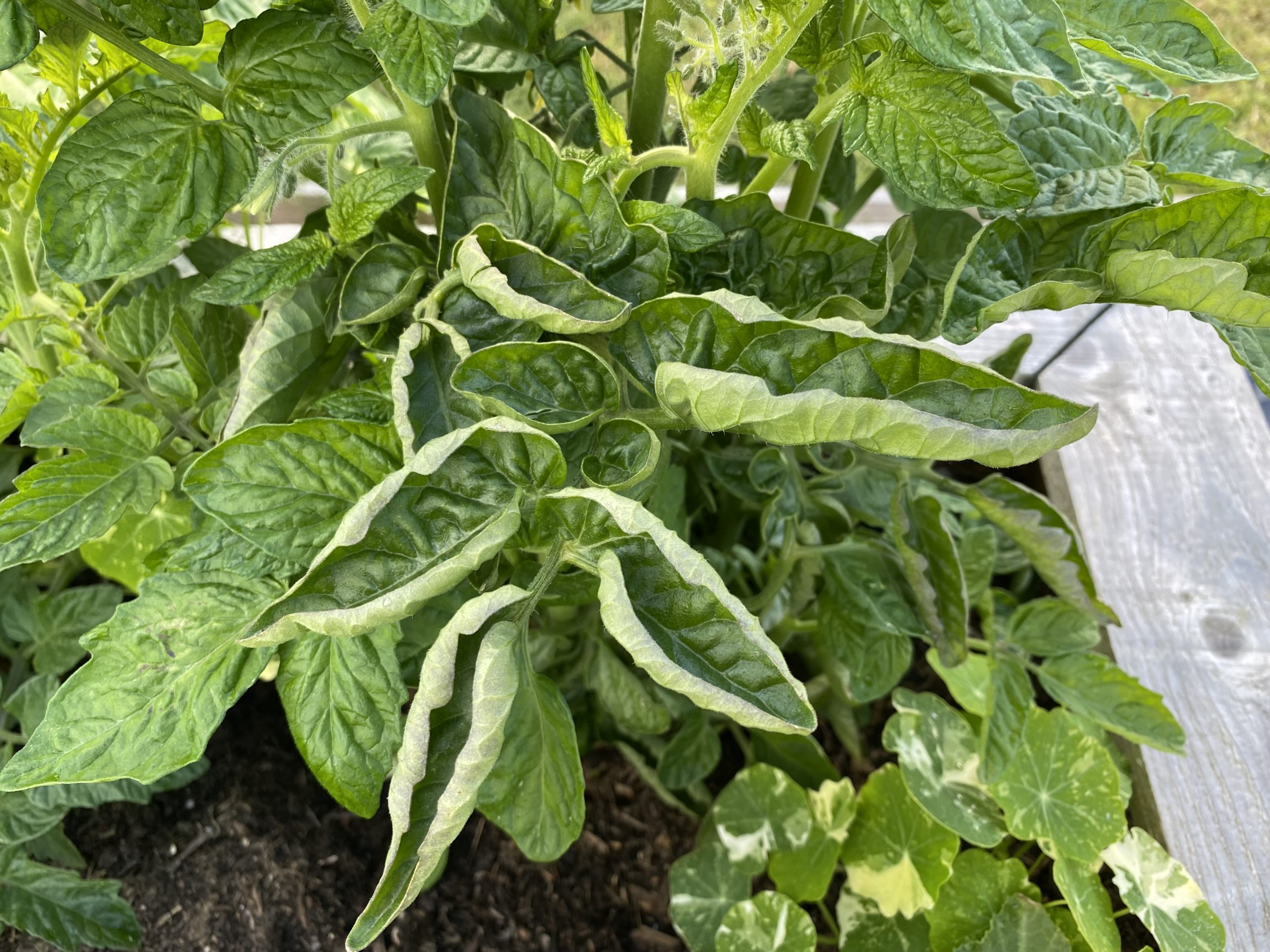 Top 20 Tomato Seedling Leaves Curling Up