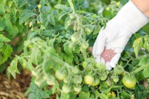 Blossom End Rot: Identifying, Treating & Preventing It - Tomato Bible