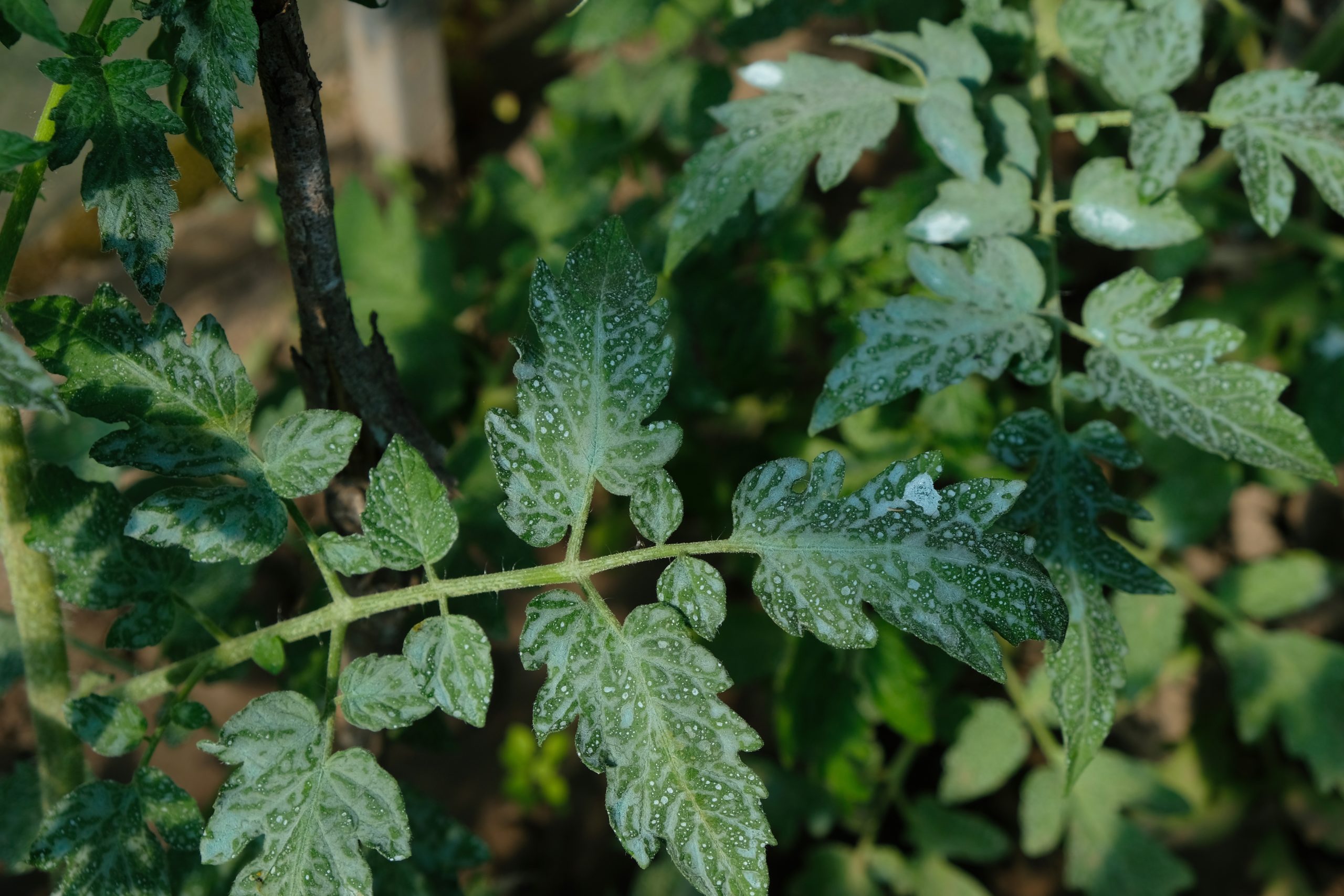 12 Tomato Plant Diseases Identify Prevent And Treat Tomato Bible 0303