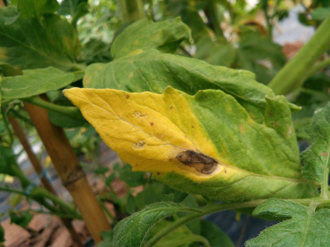 12 Tomato Plant Diseases: Identify, Prevent & Treat - Tomato Bible