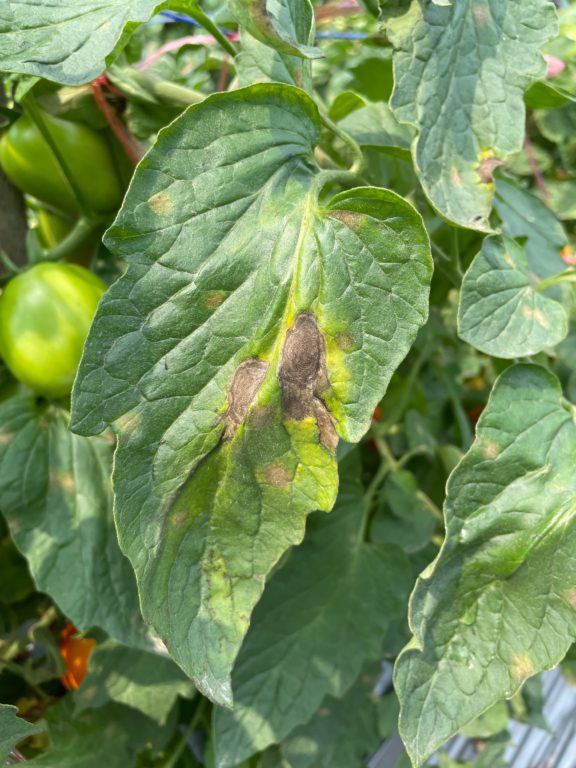 12 Tomato Plant Diseases: Identify, Prevent & Treat - Tomato Bible