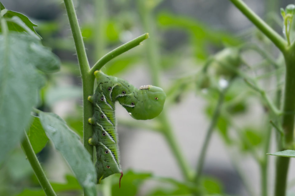 7-caterpillars-you-ll-find-on-tomato-plants-how-to-deal-with-them