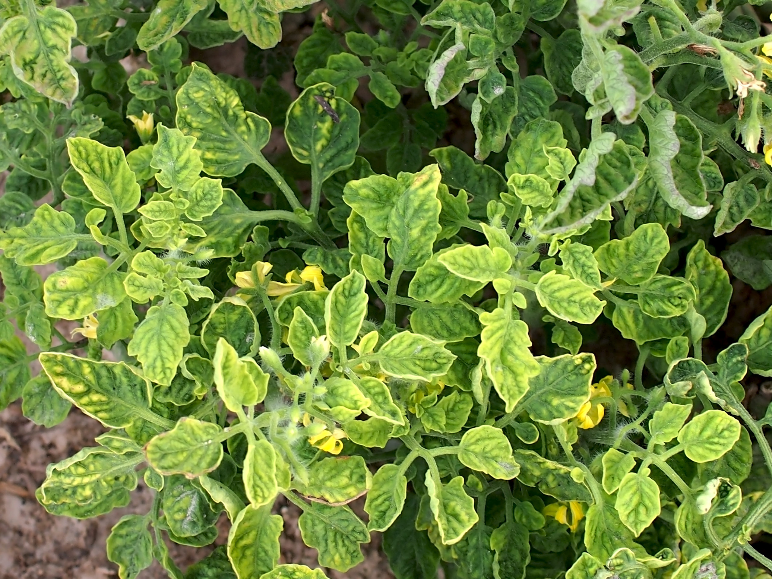 12 Tomato Plant Diseases: Identify, Prevent & Treat - Tomato Bible