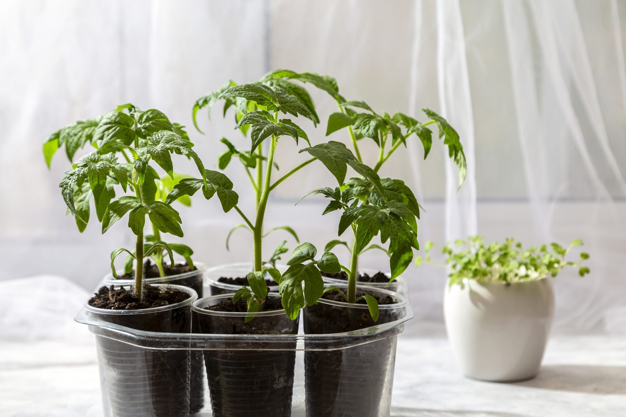 3 Clever Ways To Grow Tomatoes Through Winter - Tomato Bible