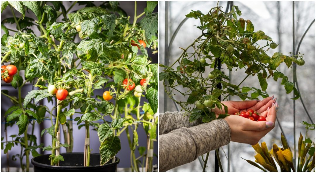 3 Clever Ways To Grow Tomatoes Through Winter Tomato Bible