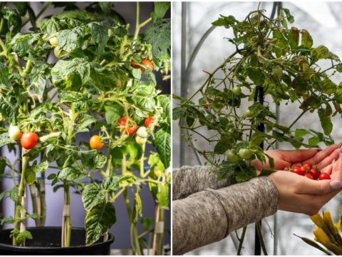 Tomato Bible - Your Go-To Guide For Perfect Homegrown Tomatoes