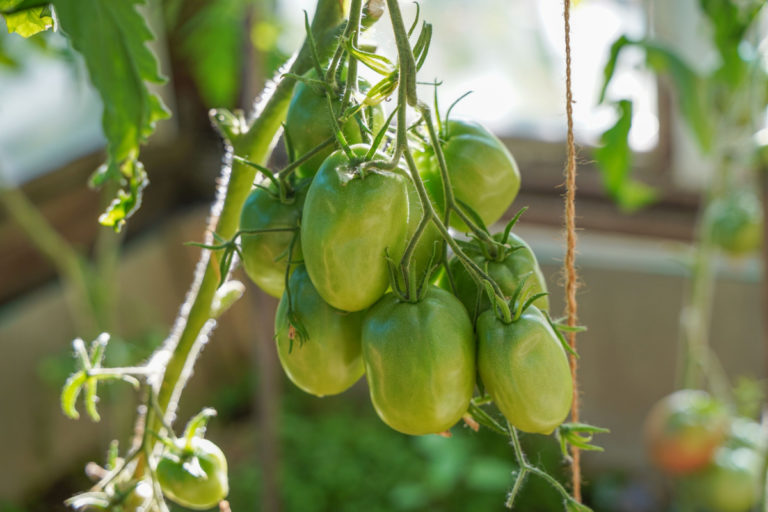 3 Clever Ways To Grow Tomatoes Through Winter Tomato Bible   Tomato Sun Greenhouse 1 768x512 