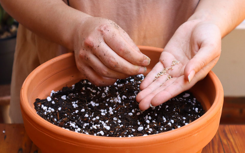 The Perfect Potting Soil Mix For Growing Tomatoes In Pots Tomato Bible