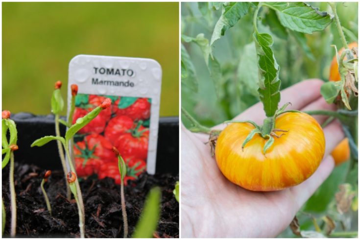 How To Grow Tomatoes - From Seed To Harvest - Tomato Bible